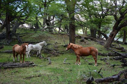 chevaux patagonie